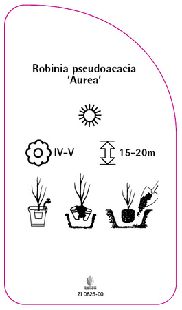 Robinia pseudoacacia "Aurea