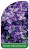 Clematis 'Jackmanii Superba'