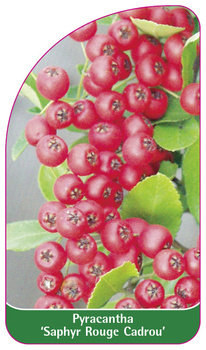 Pyracantha 'Saphyr Rouge Cadrou'