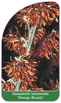 Hamamelis intermedia 'Orange Beauty'