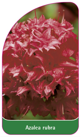 Azalea rubra
