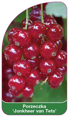 Rybíz 'Jonkheer van Tets'