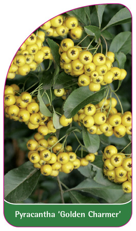 Pyracantha 'Golden Charmer'