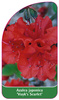 Azalea japonica 'Vuyk's Scarlet'