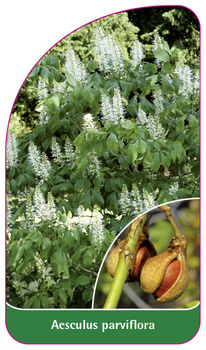 Aesculus parviflora