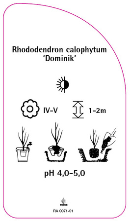 Rhododendron calophytum 'Dominik'