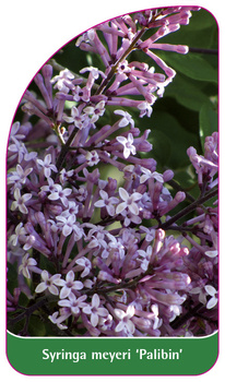 Syringa meyeri 'Palibin'
