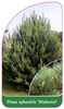 Pinus sylvestris 'Watereri'