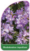Rhododendron impeditum