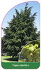 Fagus sylvatica