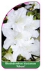 Rhododendron kiusuanum 'Album'