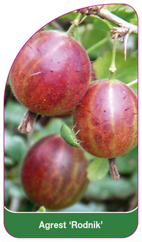 Agrest 'Rodnik'
