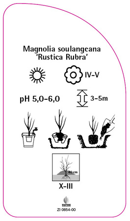 Magnolia soulangeana 'Rustica Rubra'