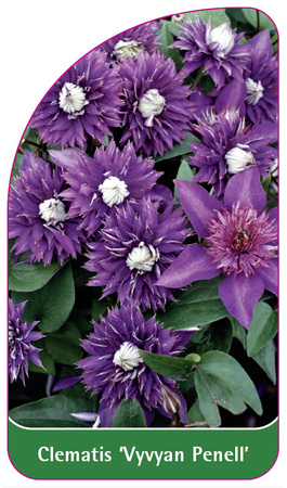 Clematis 'Vyvyan Pennell'