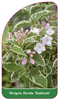 Weigela florida 'Goldrush'