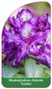 Rhododendron-Hybride 'Tonika'