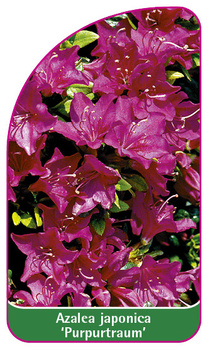 Azalea japonica 'Purpurtraum'