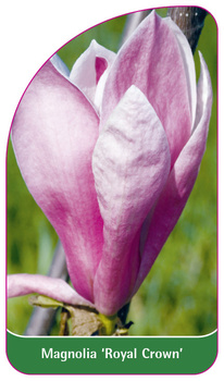Magnolia 'Royal Crown'