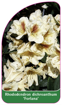 Rhododendron dichroanthum 'Forlana'