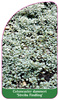 Cotoneaster dammeri 'Streibs Findling'