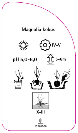 Magnolia kobus