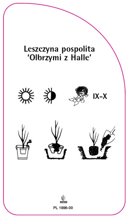 Hazel comun "Giant of Halle