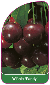 Wiśnia 'Pandy'