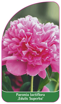 Paeonia lactiflora 'Edulis Superba'
