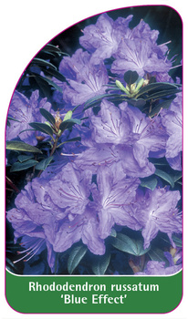 Rhododendron russatum 'Blue Effect'