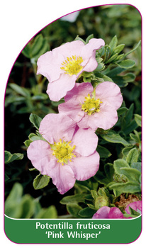 Potentilla fruticosa 'Pink Whiper'