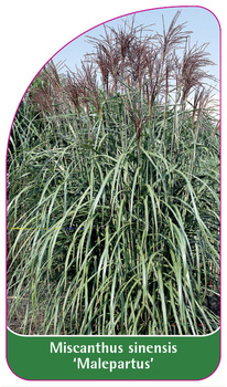 Miscanthus sinensis 'Malepartus'
