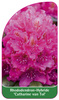 Rhododendron-Hybride 'Catarine van Tol'