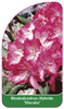 Rhododendron-Hybride 'Marabu'