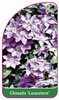 Clematis 'Lasurstern'