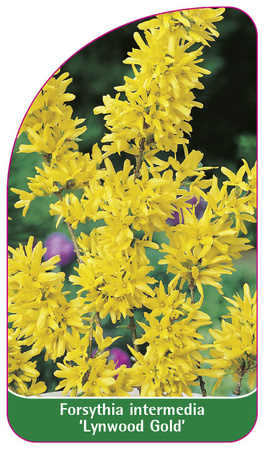 Forsythia intermedia 'Lynwood Gold'