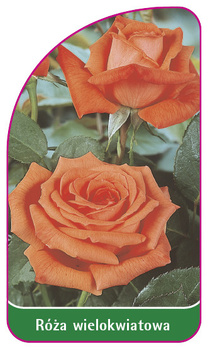 Róza wielokwiatowa Nr. 260