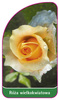 Trandafir cu flori mari Nr. 237