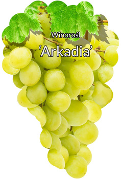 Vinná réva Arcadia