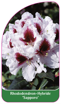 Rhododendron-Hybride 'Sapporo'