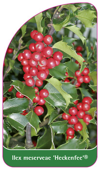 Ilex meserveae 'Heckenfee'