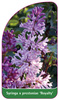 Syringa x prestoniae 'Royalty'