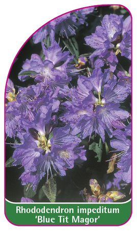 Rhododendron impeditum 'Blue Tit Magor'
