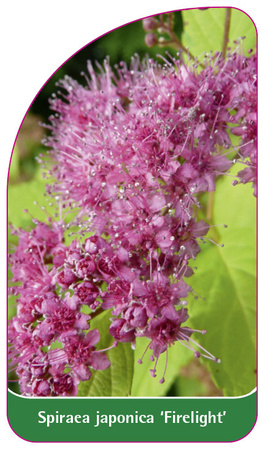 Spiraea japonica 'Firelight'