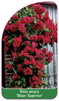 Róza pnąca 'Blaze Superior' Nr. 312