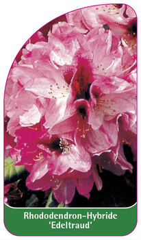 Rhododendron-Hybride 'Edeltraud'