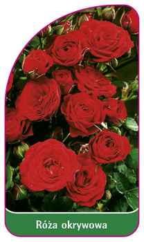 Róza okrywowa Nr. 309 A
