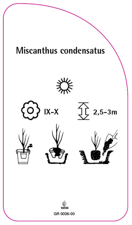 Miscanthus condensatus