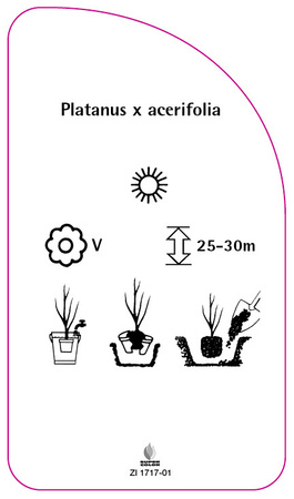 Platanus x acerifolia