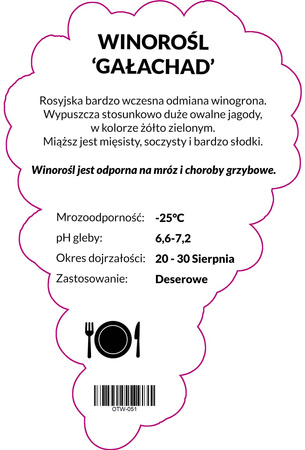 Vinná réva Galachad