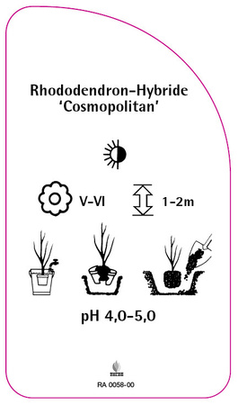 Rhododendron-Hybride 'Cosmopolitan'